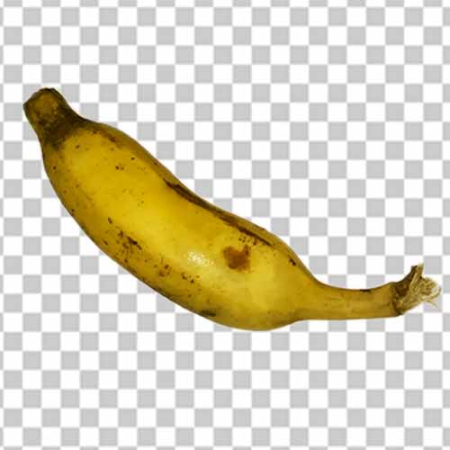Small banana of Hajipur Photo Free Download