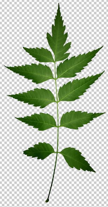 Neem Leaves Png Photo Free Download