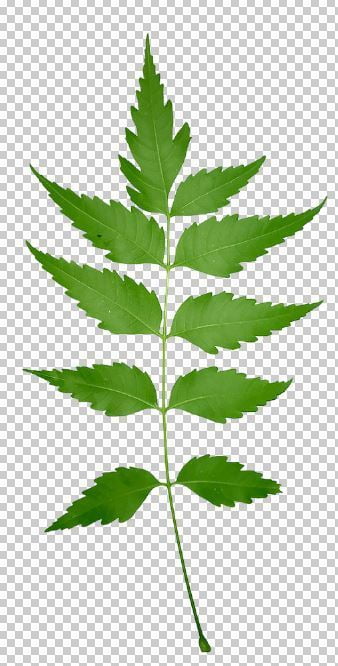 Neem Leaves Png Transparent Photo Free Download