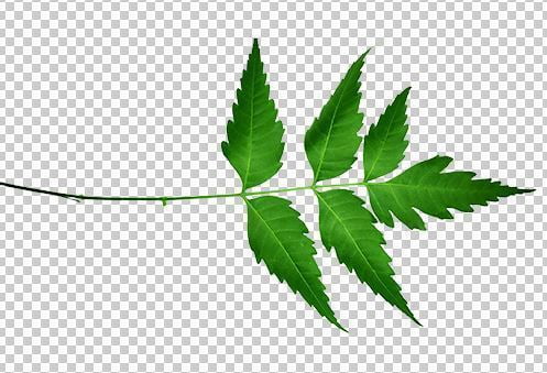 neem leaf png