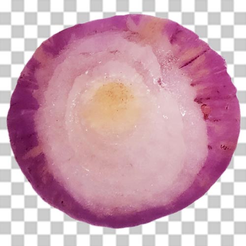 Onion Slice Png Photo Free Download