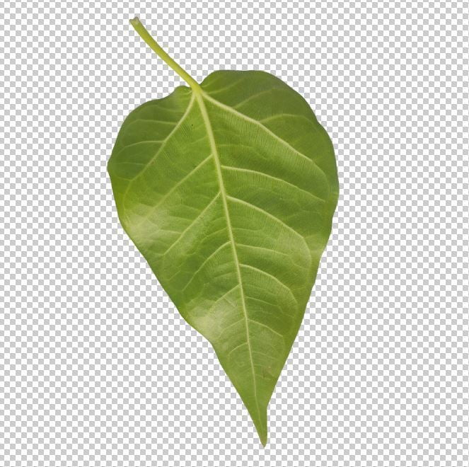 Peepal Leaf Png Transparent Photo Free Download