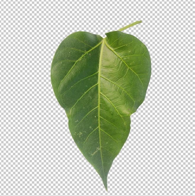 Peepal Leaf Png Photo Free Download