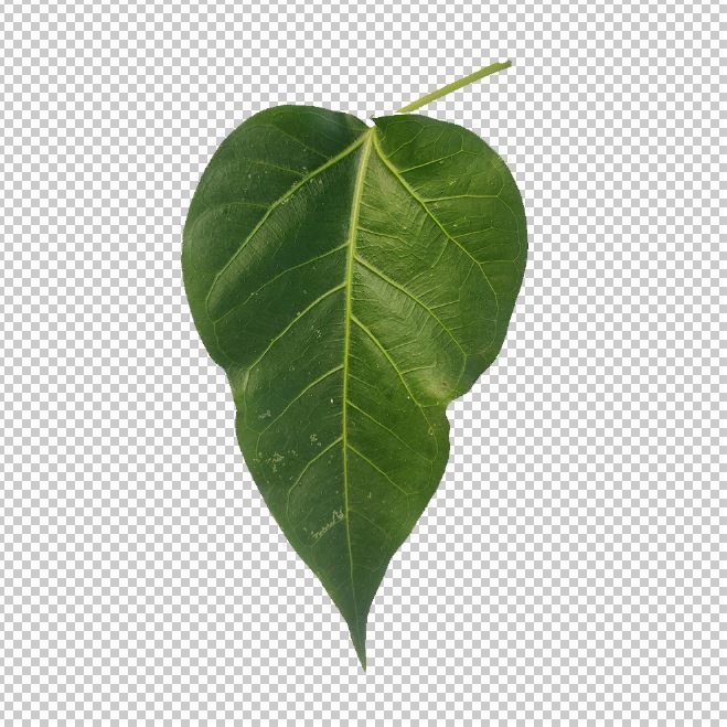 Pipal Leaf Png Transparent Photo Free Download