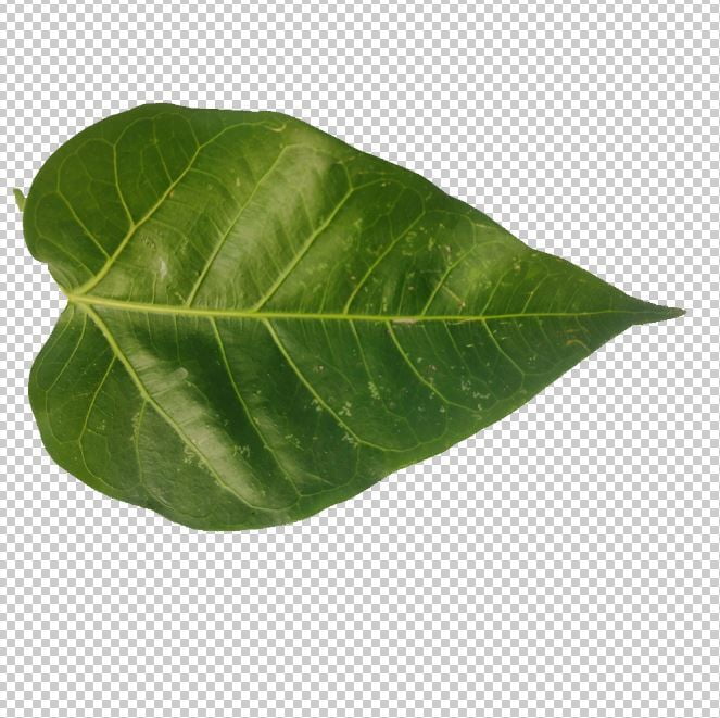 Pipal Leaf Png Photo Free Download