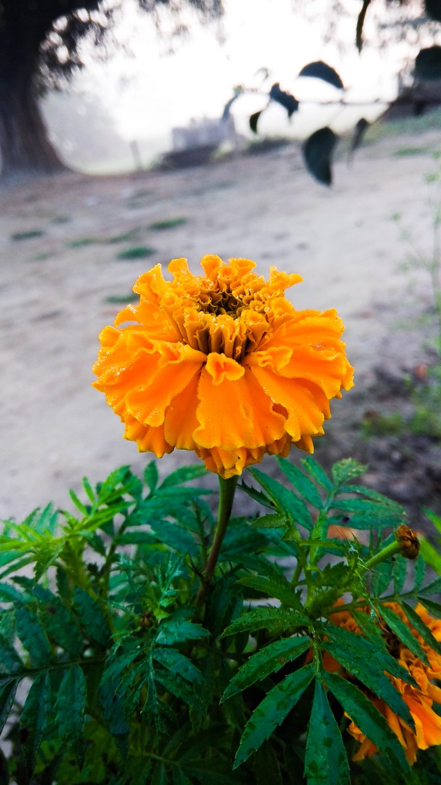 genda ka ful Gende ka phool Marigold Marigold Flower