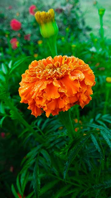 Marigold  Plant With Flower Photo Free Download