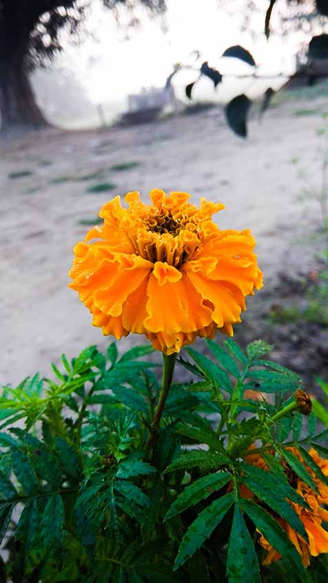 Best Marigold Flower Photo Free Download