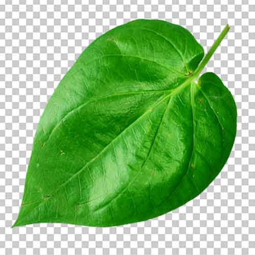 Betel Leaf Transparent Background Free Download - The Mayanagari