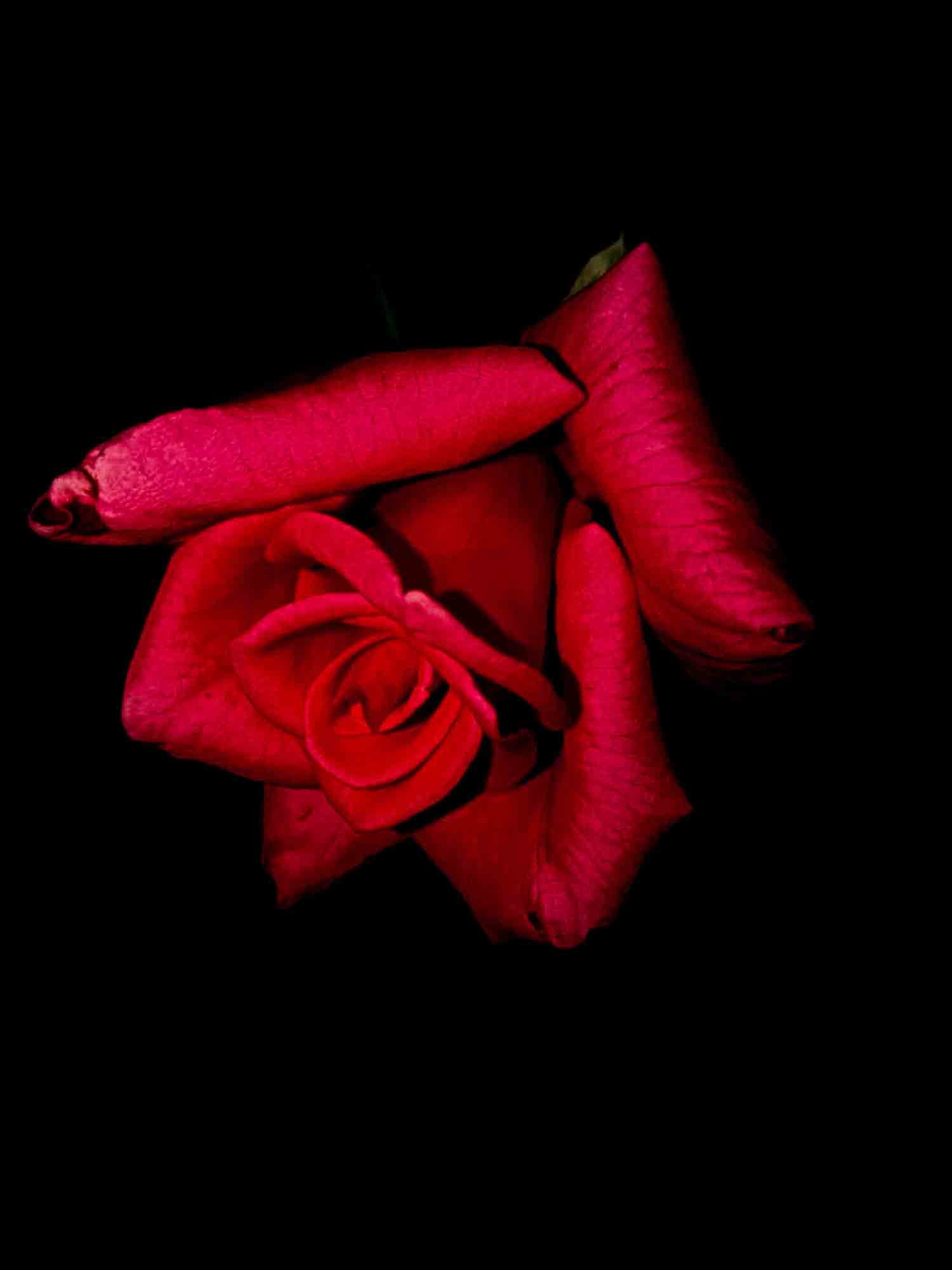 Red Rose Free Download - The Mayanagari