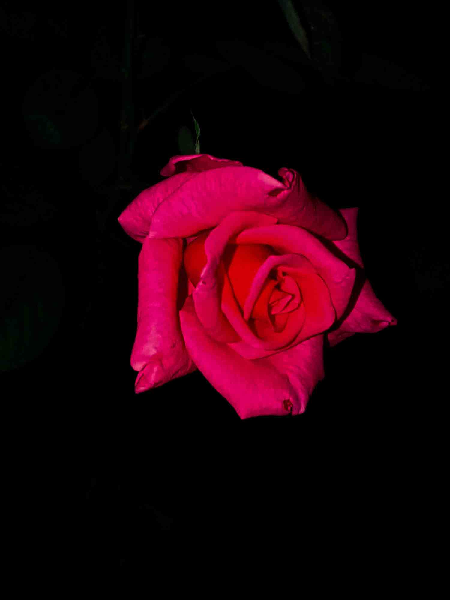 Rose With Black Background Photo Free Download