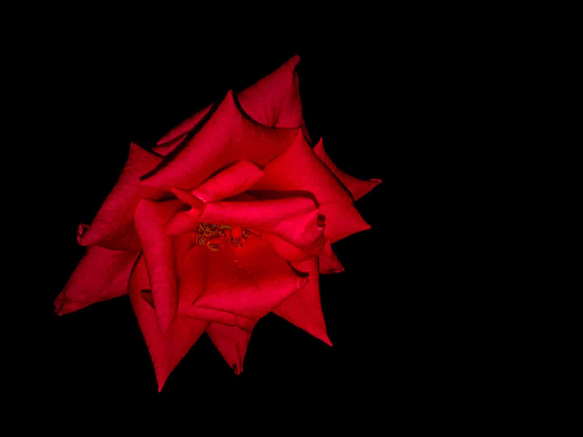 Red Rose Black Background Photo Free Download