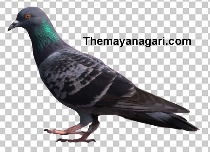 Homing Pigeon Png Photo Free Download