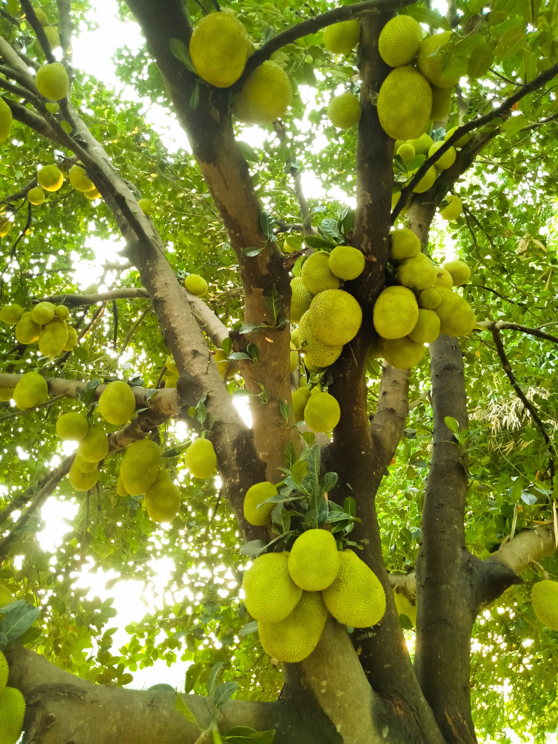 Jackfruit tree Free Download - The Mayanagari