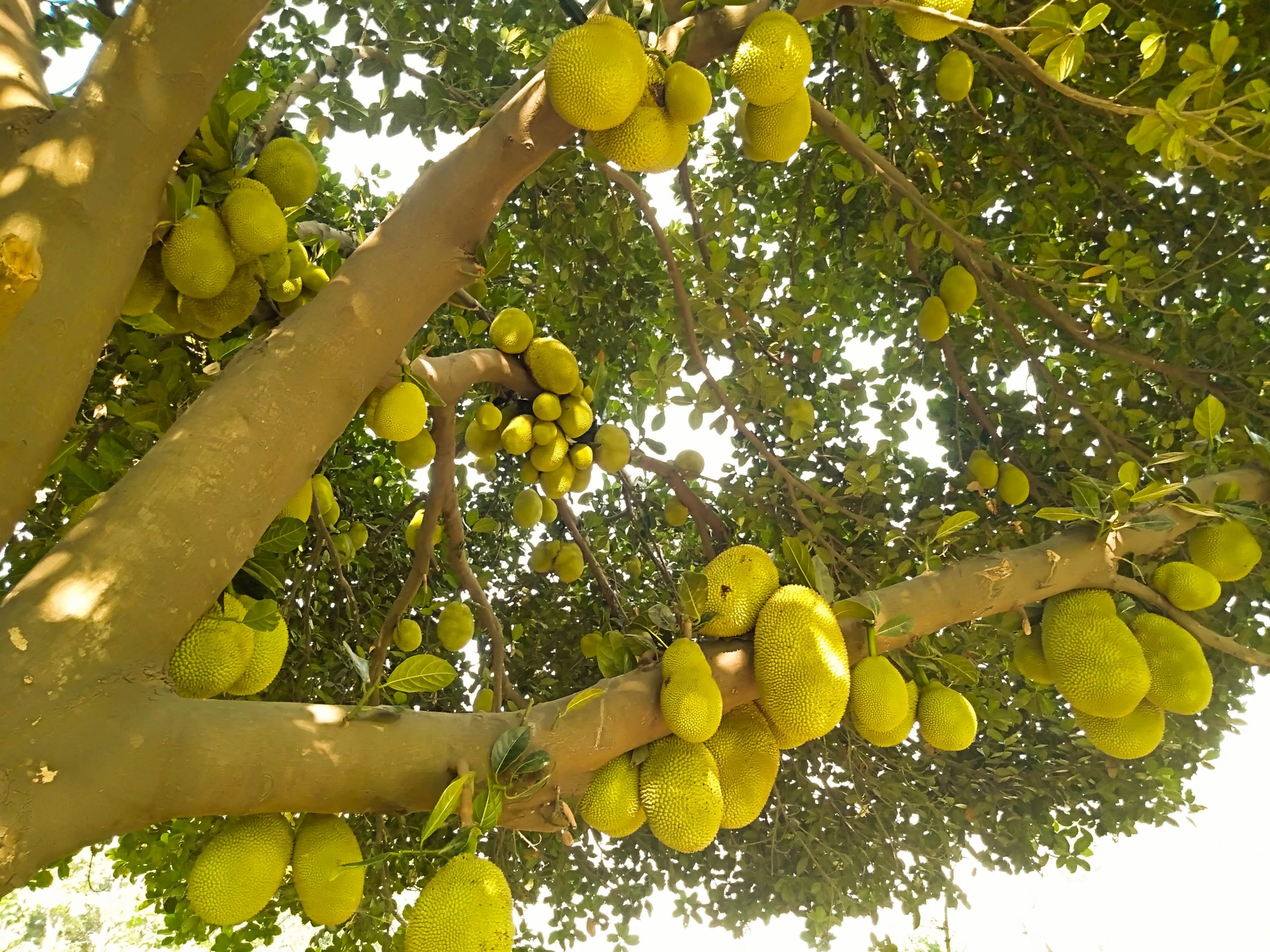 Jackfruit tree Photo Free Download