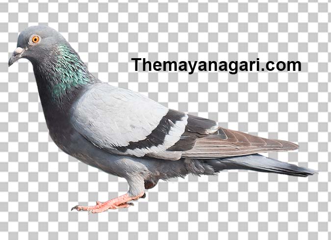 Pigeon Png Photo Free Download