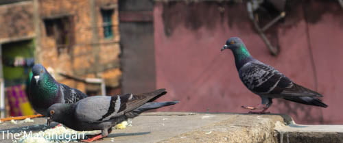 Homing pigeon Photo Free Download
