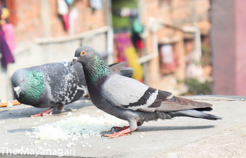 Indian Pigeon Photo Free Download