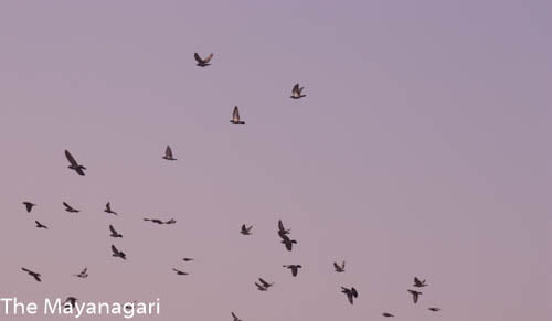 Birds In Sky Photo Free Download