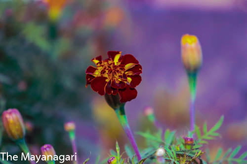 Marigold Wallpaper For Pc Photo Free Download