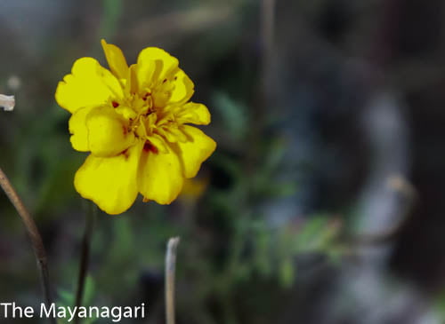 Yellow Marigold Photo Free Download