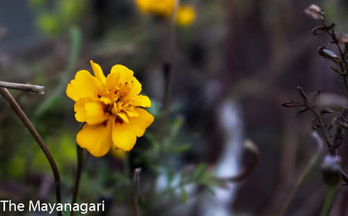 Yellow Marigold Full Hd Photo Free Download