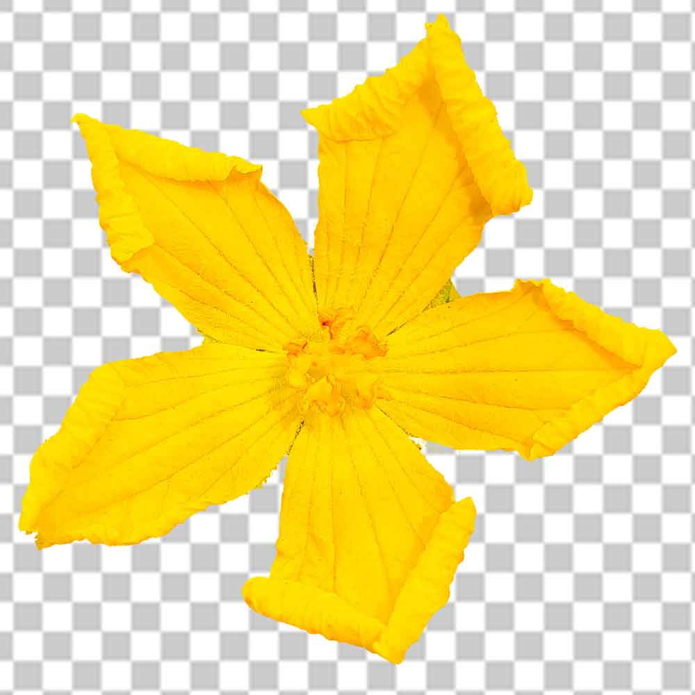 Spong Ground Flower Png Photo Free Download