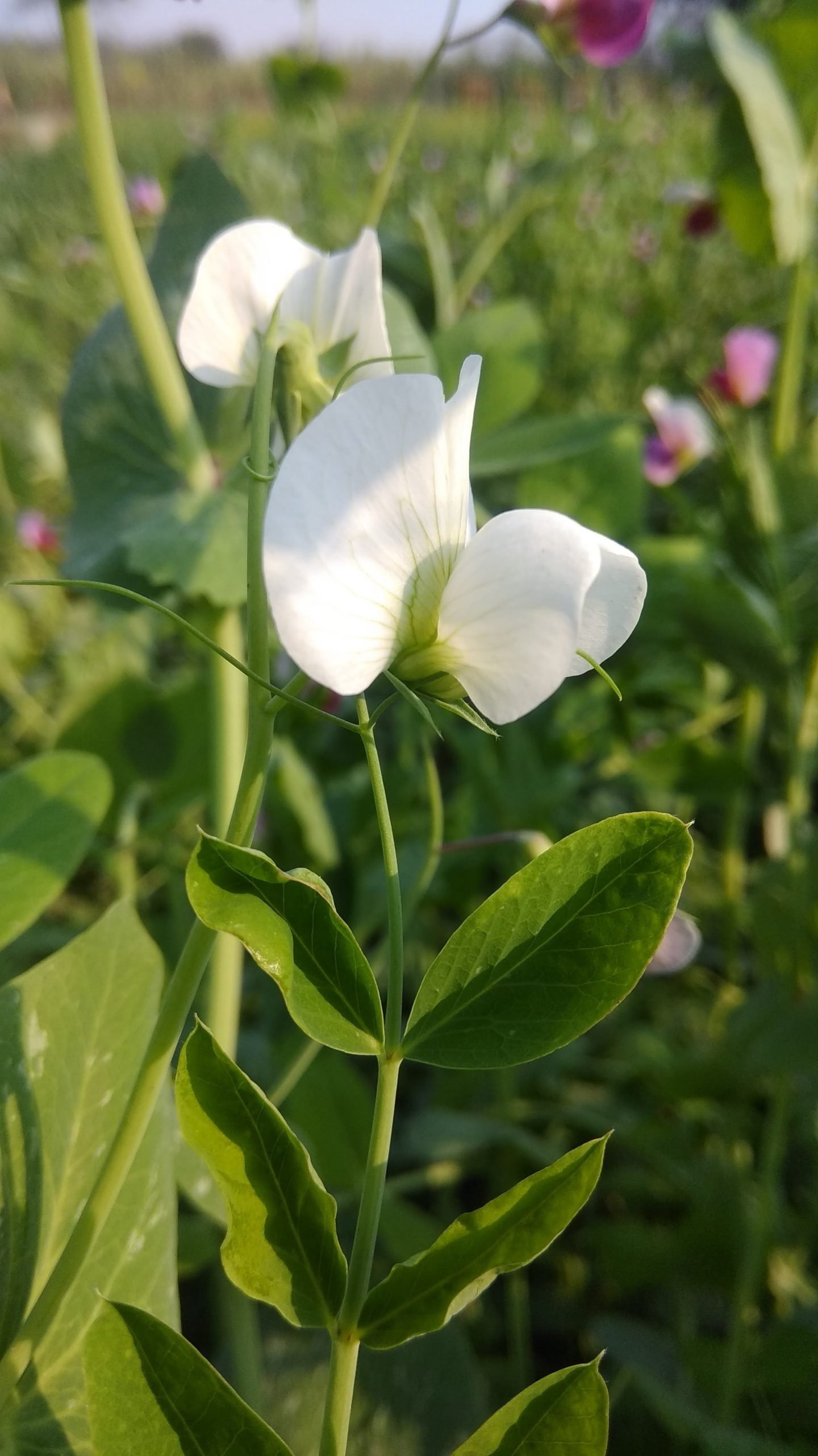 white Pea Flower Wallpaper Photo Free Download