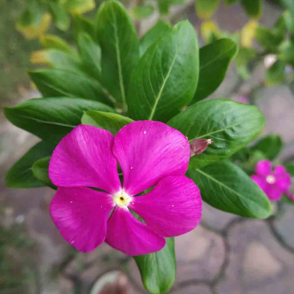 Pink Periwinkle Flower Photo Free Download