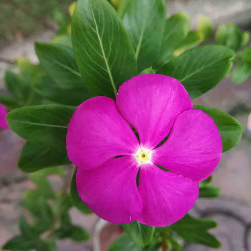 Periwinkle Flower Photo Free Download