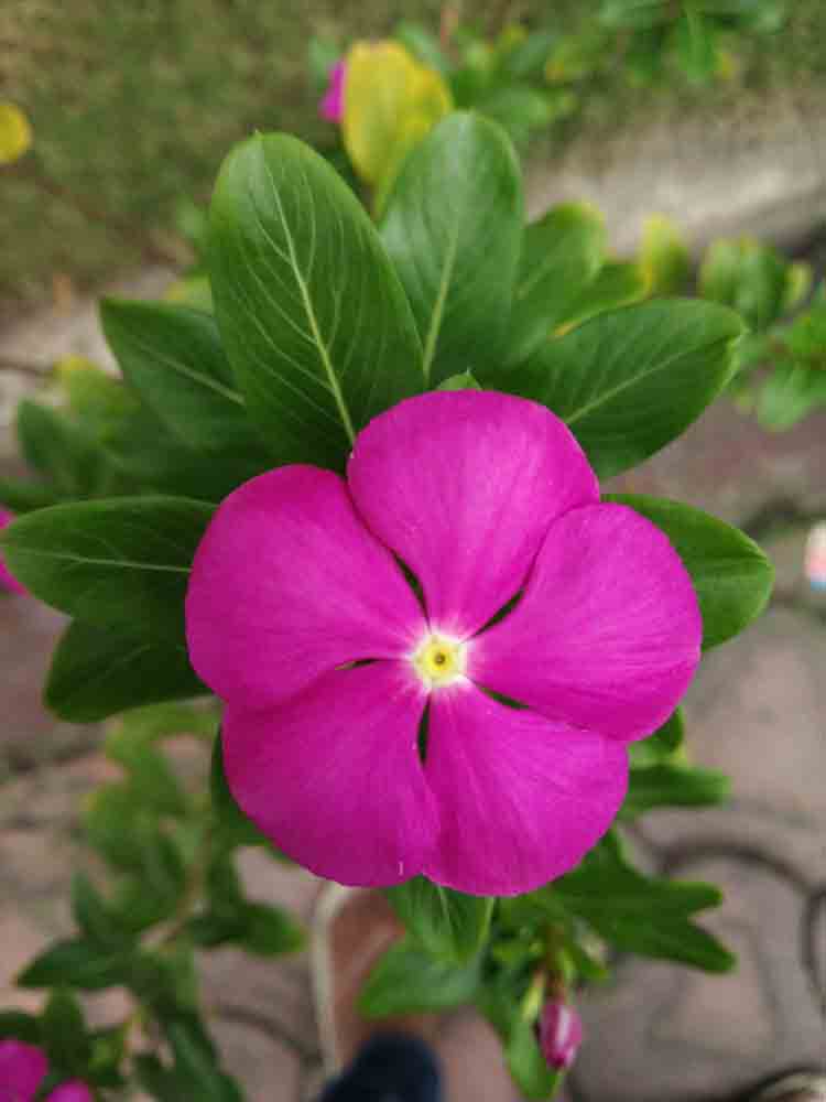 Pink Periwinkle Photo Free Download