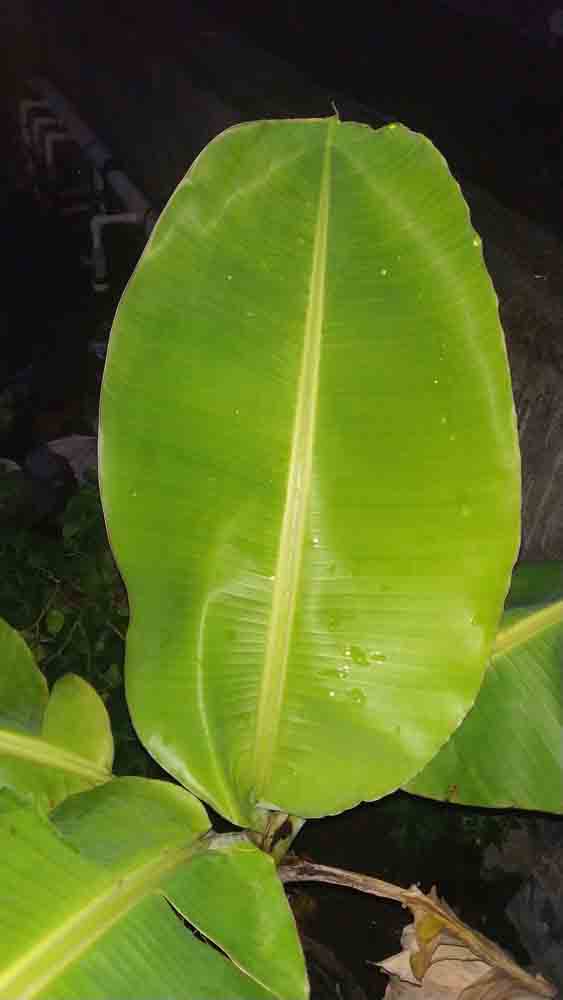 Banana Leaf Photo Free Download