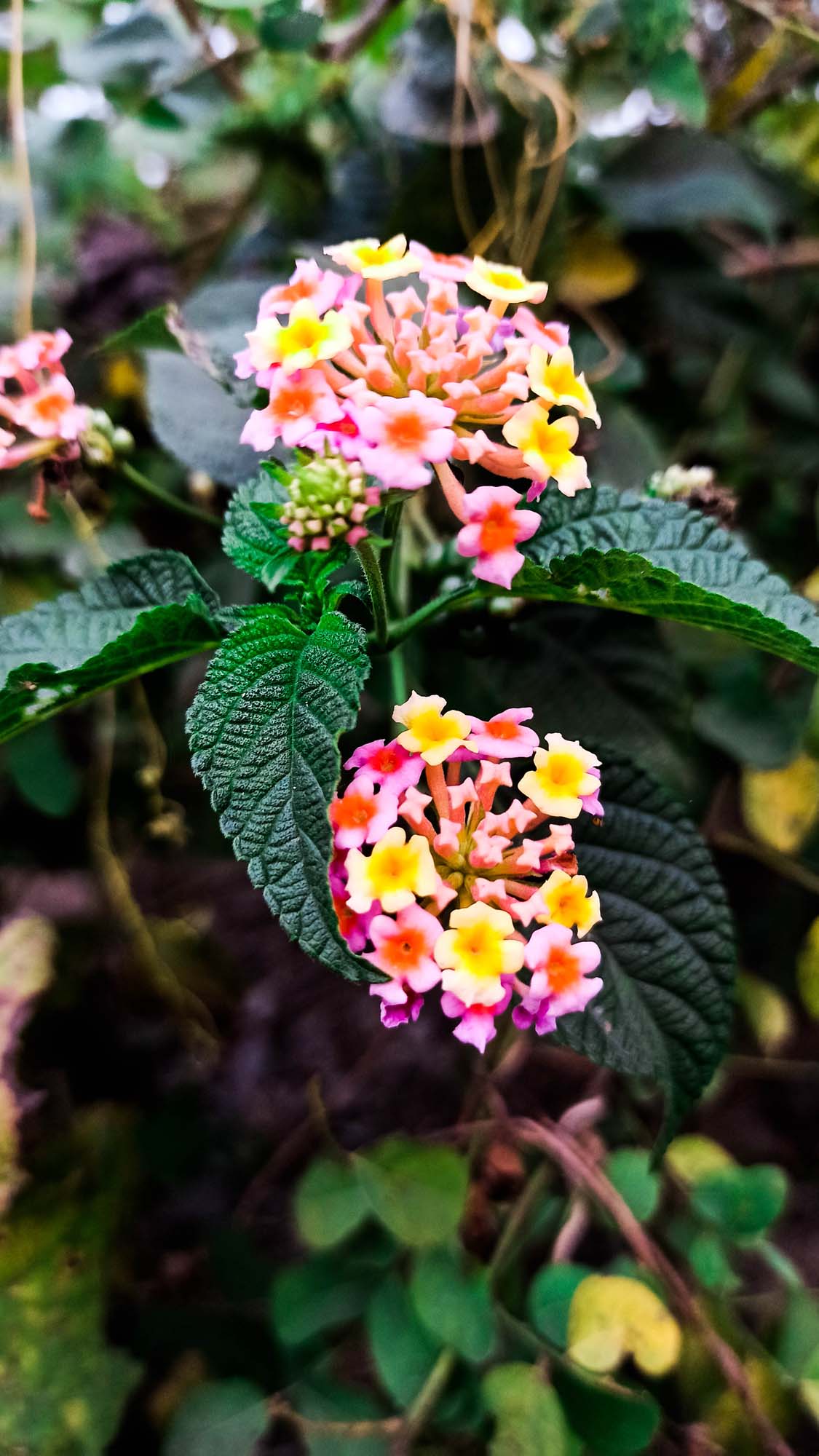 West Indian Lantana Wallpaper For Mobile Photo Free Download