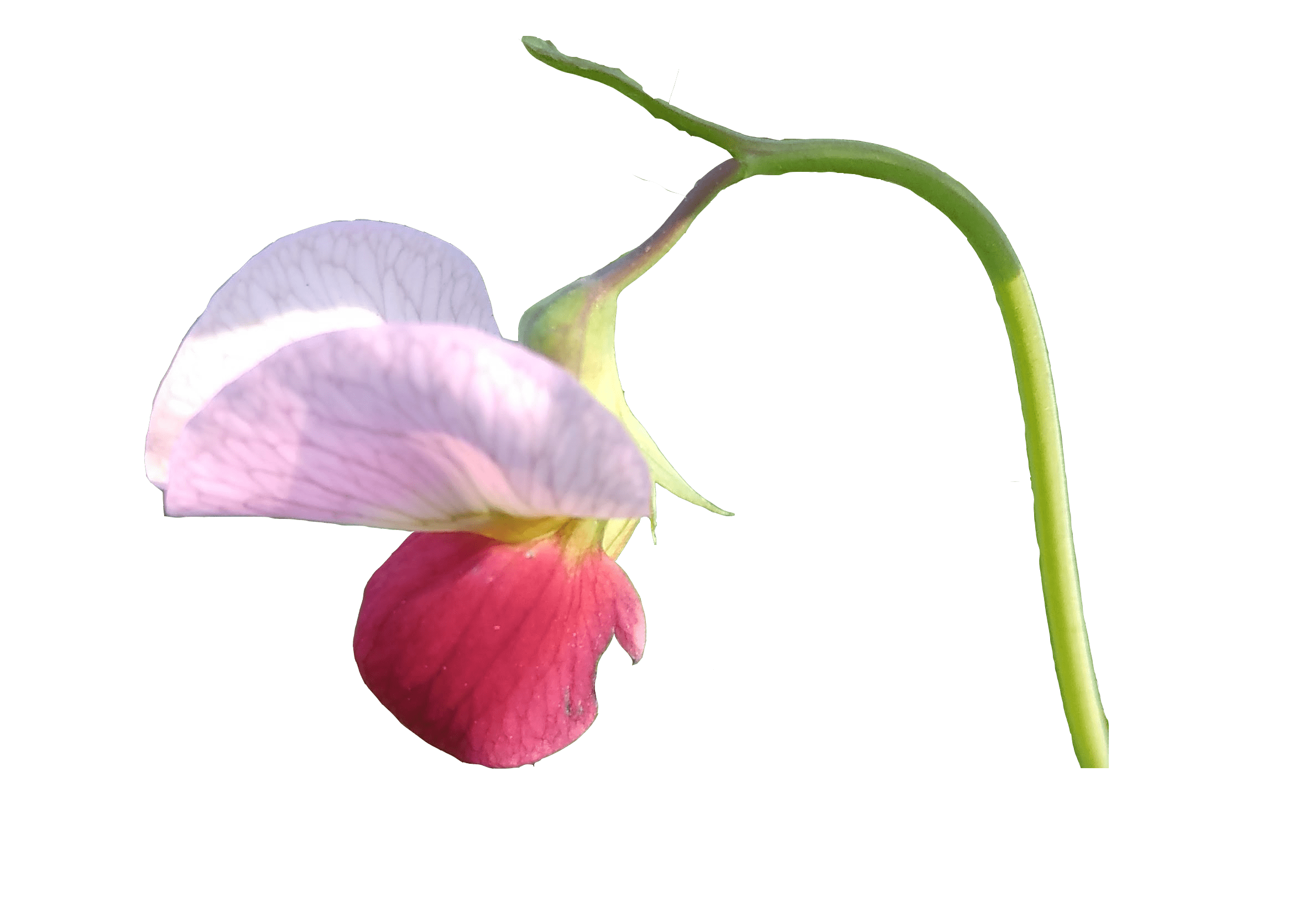 Pea Flower Png Photo Free Download