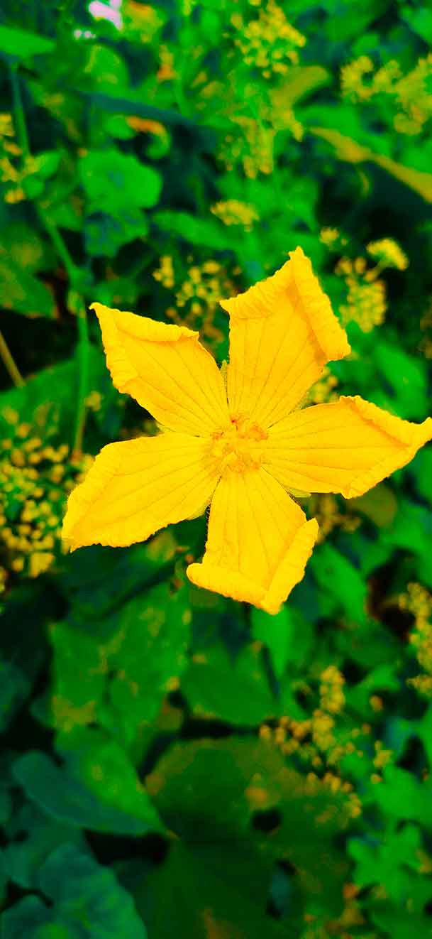 Spong Ground Flower Photo Free Download