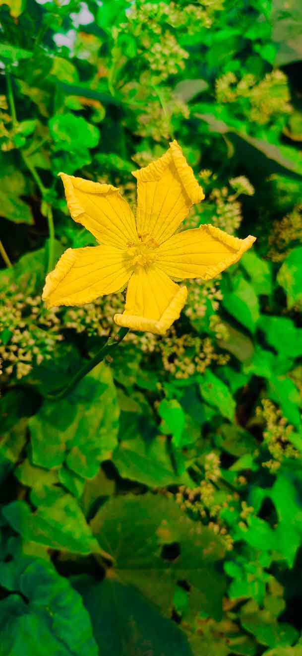 Best Spong Ground Flower Mobile Wallpaper Photo Free Download