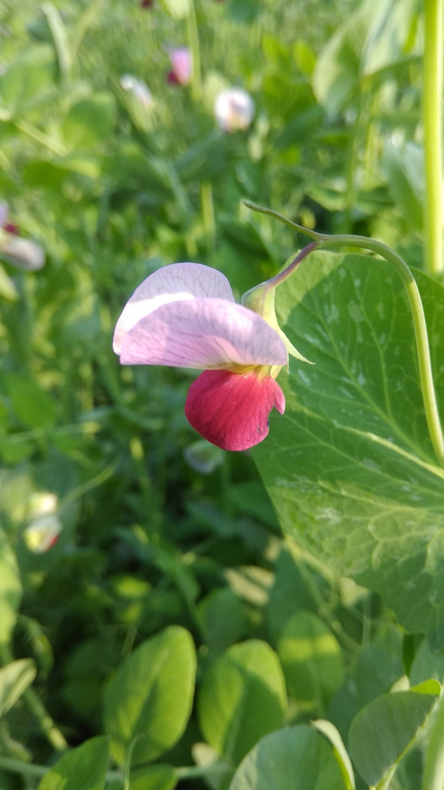 Pea Pink Flower Photo Free Download