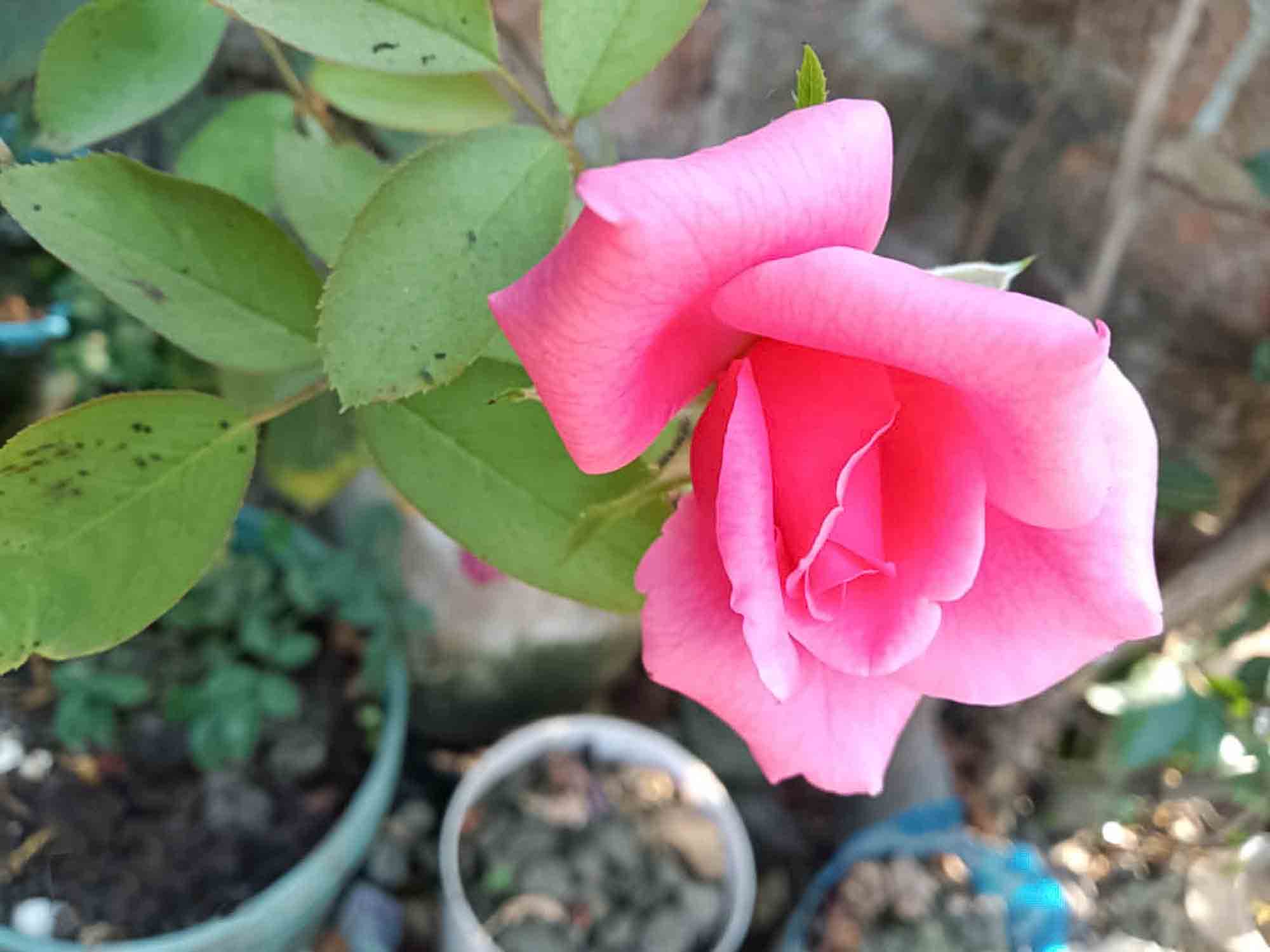 Pink Rose Flower Photo Free Download