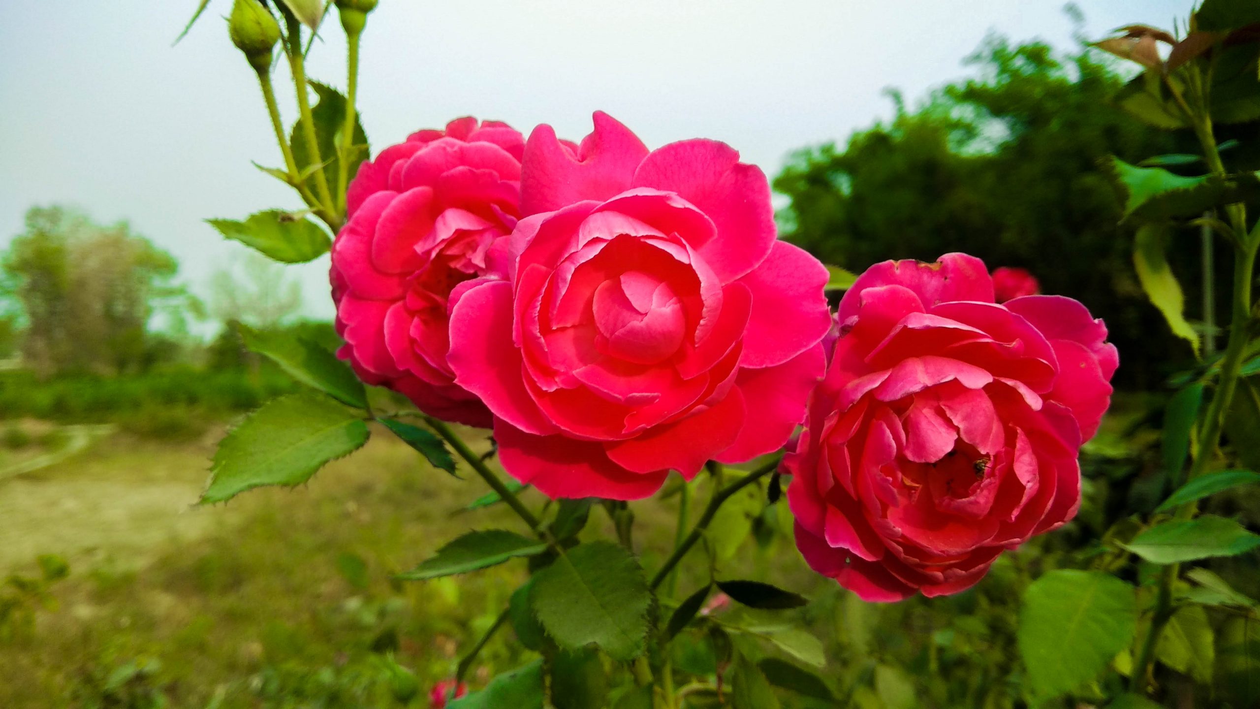 love rose photo download Free High Quility Image Download | The Mayanagari
