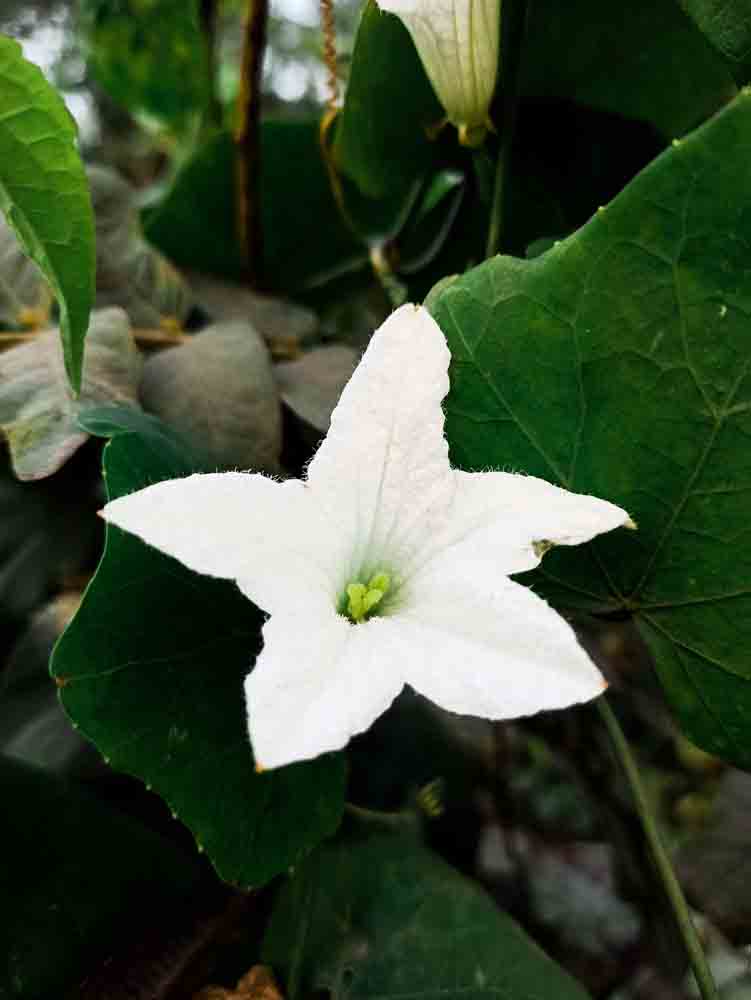 Ivy Gourd Flower Photo Free Download