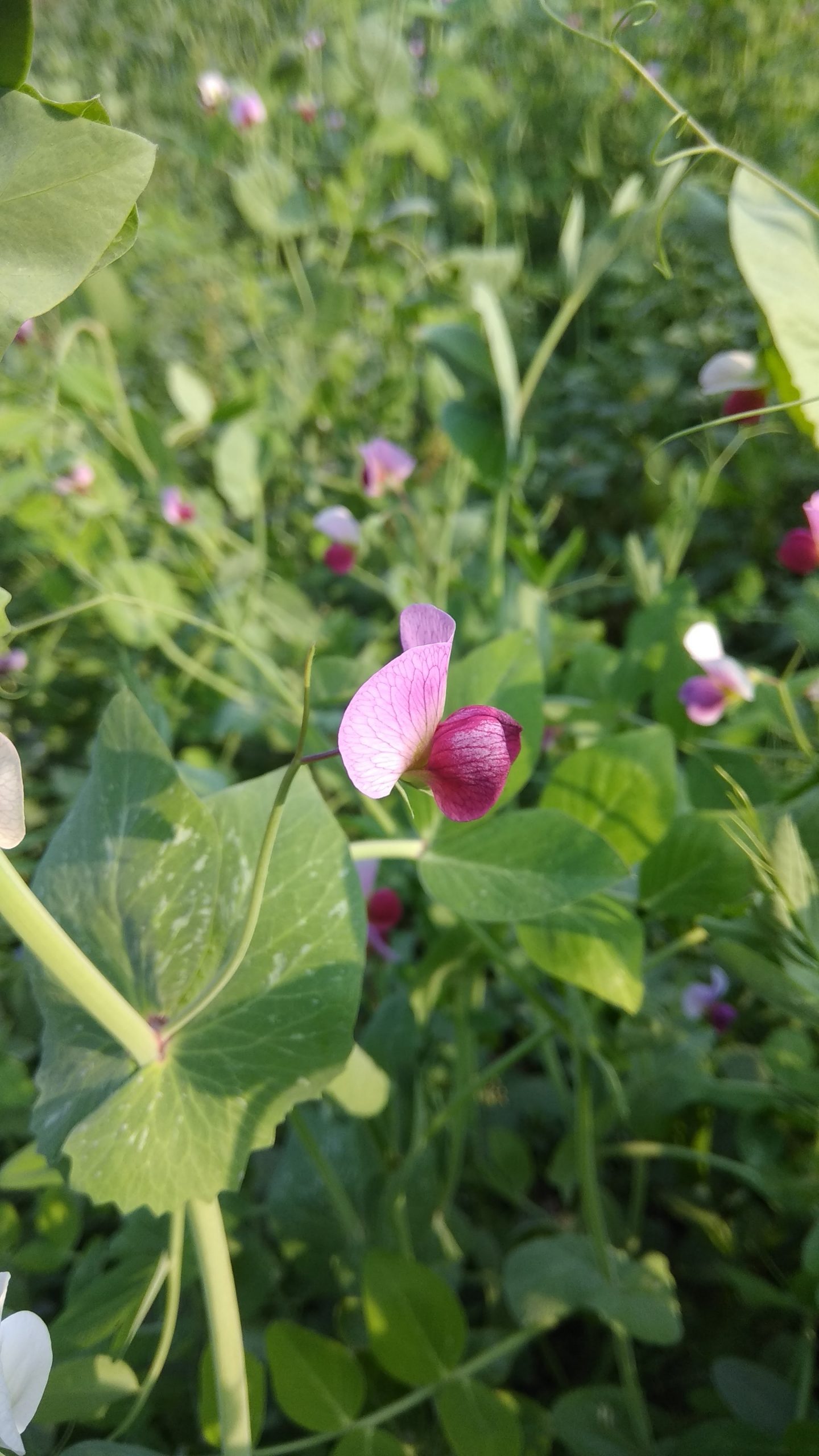 Pea Flower Photo Free Download
