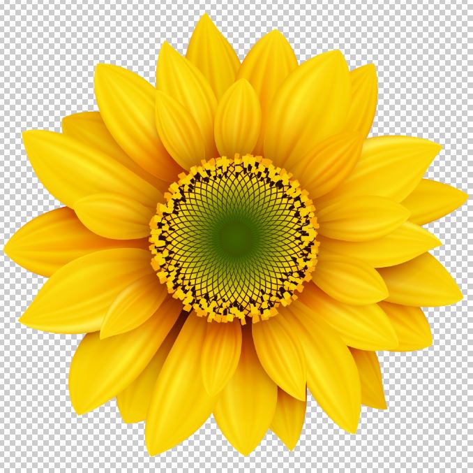 Sunflower Png Photo Free Download