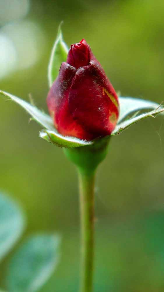 Red Rose Mobile Wallpaper Photo Free Download