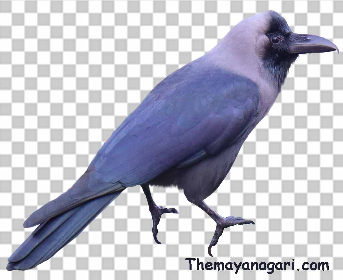 Free Crow Png Photo Free Download