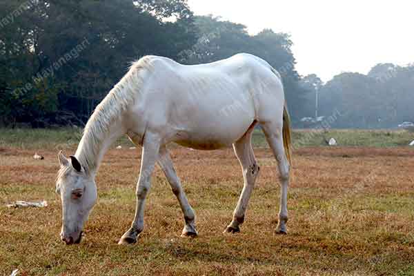 4K Free White Horse Photo Free Download