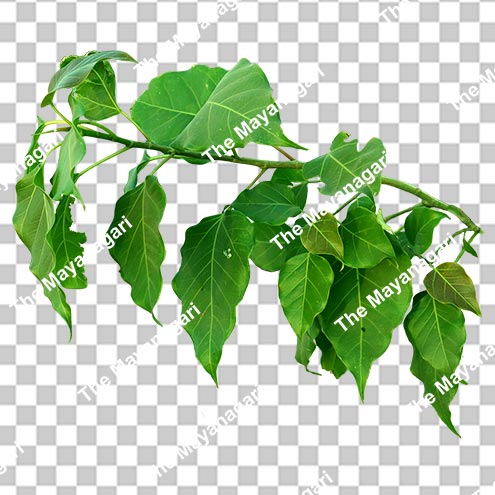 Free Peepal Leaf Branch Png Photo Free Download