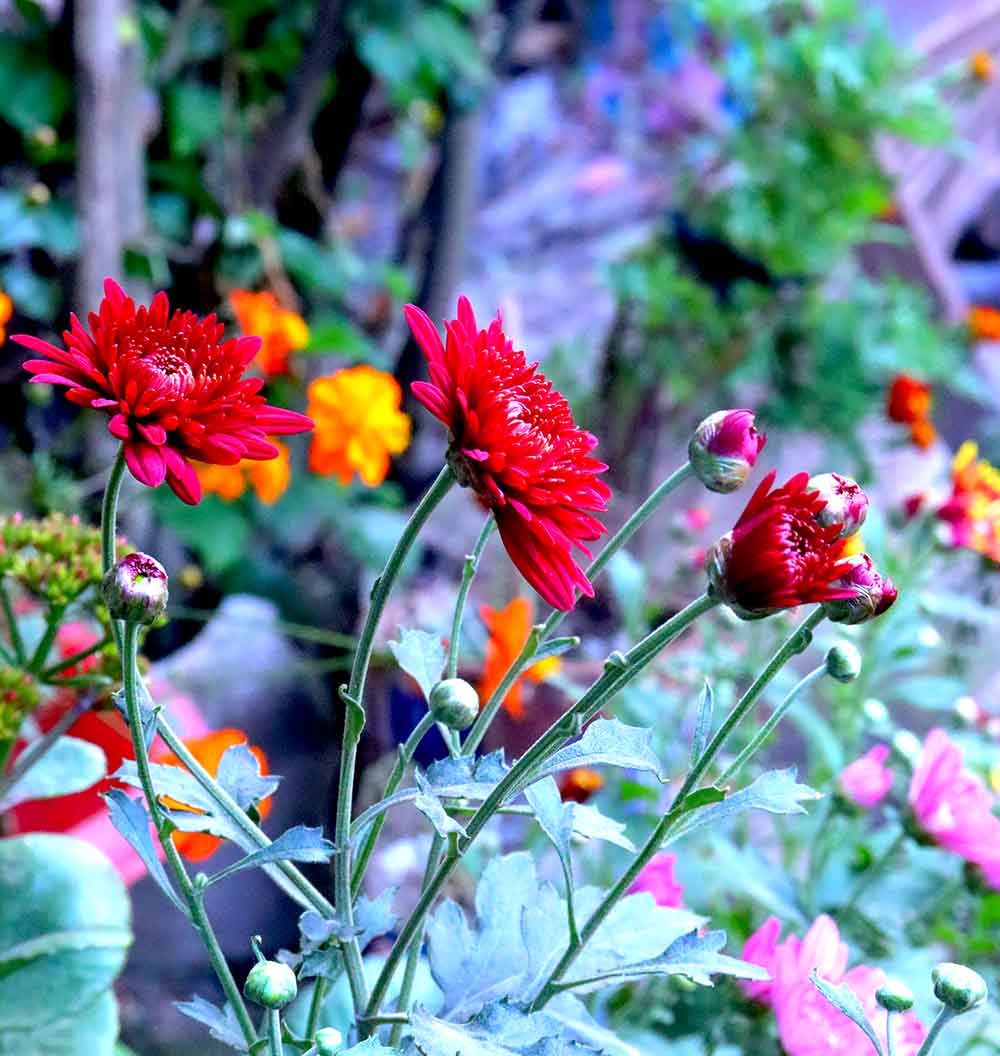 Free Dahlia Flowers Photo Free Download