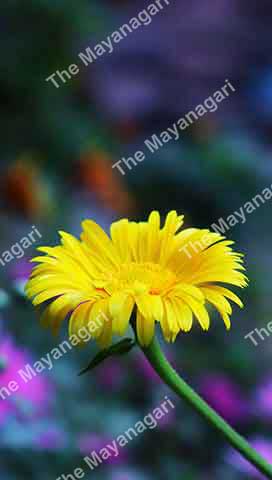 Full Hd Sun Flowers Wallpaper Photo Free Download