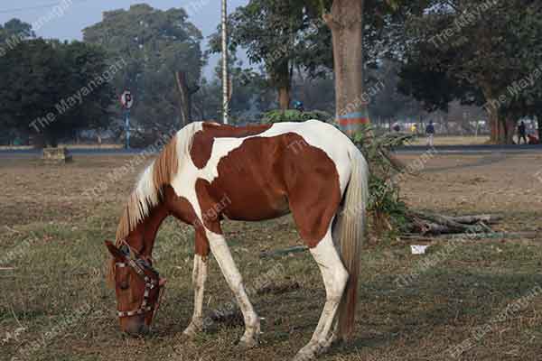 Horse Image White and Brown Horse Photo Free Download