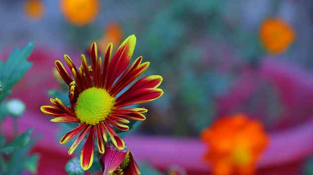 Dahlia Flowers Wallpaper For Desktop Photo Free Download
